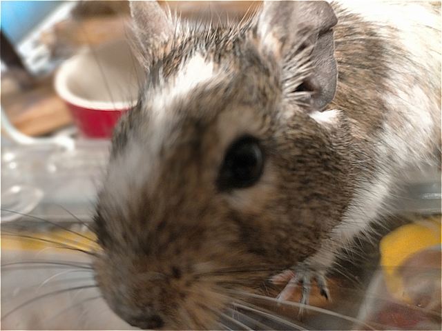 ロイちゃん③